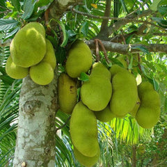 Jack Fruit, Kathal, Artocarpus Heterophyllus (Grafted) - Plant