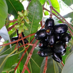 Jamun Tree, Syzygium cumini - Plant