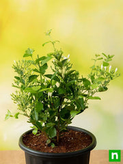 Juhi, Jasminum Auriculatum - Plant