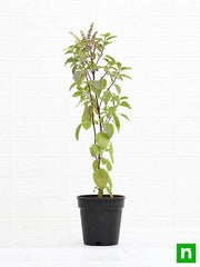 Krishna Tulsi Plant, Holy Basil, Ocimum tenuiflorum (Black) - Plant