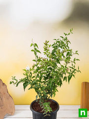 Kunda, Downy Jasmine - Plant