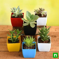 Mini Succulent Garden