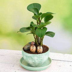Cute Owls with Peperomia - Miniature Garden