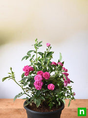 Miniature Rose, Button Rose (Any Color) - Plant
