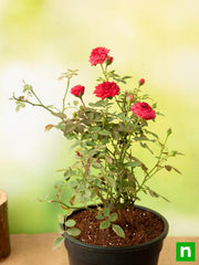 Miniature Rose, Button Rose (Red) - Plant