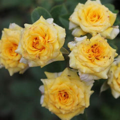 Miniature Rose, Button Rose (Yellow) - Plant