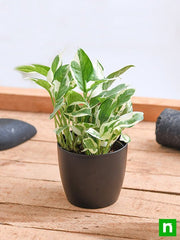 Money plant marble prince, Scindapsus n joy - Plant