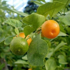 Mosambi, Sweet Lime (Grafted) - Plant