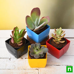 Pack of 4 Beautiful Succulents