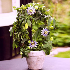 Passion Fruit Plant, Krishna Fal (Grown through seeds) - Plant
