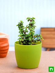 Elephant bush, Portulacaria afra, Jade plant (Green) - Succulent Plant