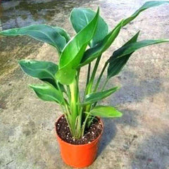 Bird of Paradise - Plant