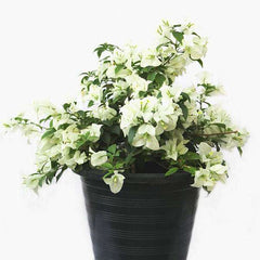 Bougainvillea (Any Color) - Plant