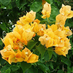 Bougainvillea (Yellow) - Plant