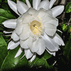 Brahma Kamal, Epiphyllum oxypetalum - Plant