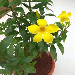 Bush Allamanda, Allamanda cathartica (Yellow) - Plant