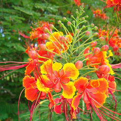 Caesalpinia Pulcherrima, Peacock Flower, Red Bird of Paradise - Plant
