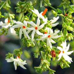 Flower of West Bengal, Parijatak, Harshringar - Plant