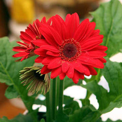 Gerbera (Red) - Plant