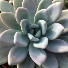 Graptoveria opalina - Succulent Plant