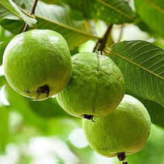 Guava Tree, Amrud, Psidium guajava (Grown through seeds) - Plant