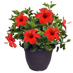Hibiscus, Gudhal Flower (Hybrid, Any Color) - Plant