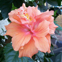 Hibiscus, Gudhal Flower (Peach Double) - Plant