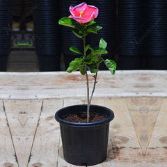 Hibiscus, Gudhal Flower (Pink) - Plant