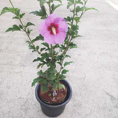 Hibiscus, Gudhal Flower (Purple) - Plant