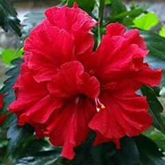 Hibiscus, Gudhal Flower (Red Double) - Plant