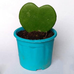 Hoya kerrii, Heart Leaf, Sweetheart Hoya - Succulent Plant