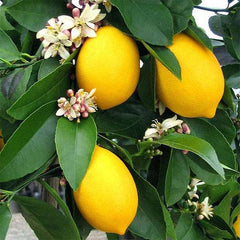 Kagzi Nimboo, Lemon Tree - Plant