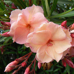 Kaner, Nerium Oleander (Any Color) - Plant