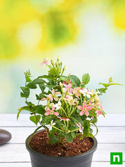 Madhumalti Dwarf, Rangoon Creeper - Plant