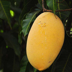 Mango Tree (Alphonso, Grafted) - Plant