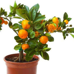 Orange Fruit, Santra - Plant