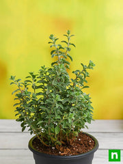 Origanum Majorana, Marjoram, Marwa - Plant