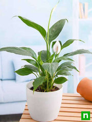 Peace Lily, Spathiphyllum - Plant