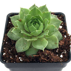 Sempervivum Green Wheel, Houseleek, Lakshmi Kamal - Succulent Plant
