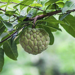 Sitaphal, Annona squamosa (Grafted) - Plant