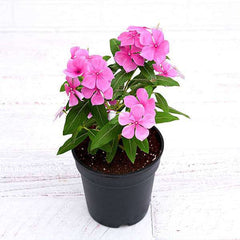 Vinca, Catharanthus roseus (Lavender) - Plant