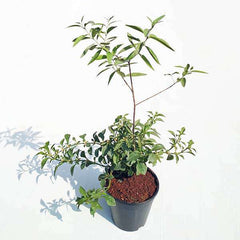 White Sandalwood Tree, Chandan Tree - Plant