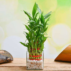 Wish Good Fortune with 3 Layer Lucky bamboo in Glass Vase with Pebbles