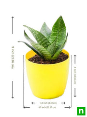 Sansevieria trifasciata Hahnii, Snake Plant - Plant