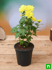 Shevanti, Chrysanthemum (Any Color) - Plant