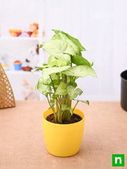 Syngonium Green - Plant