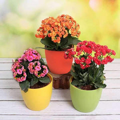 Top 3 Beautiful Kalanchoe Flowers of the Season