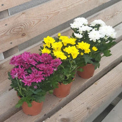 Top 3 Beautiful Shevanti Flowers of the Season