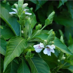 Vasaka, Adusa, Justicia Adhatoda - Plant