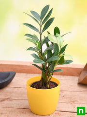 Zamioculcas zamiifolia, ZZ Plant - Plant